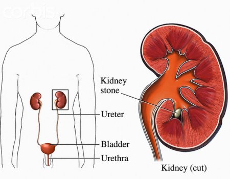 kidneys in body. Functions of the kidneys